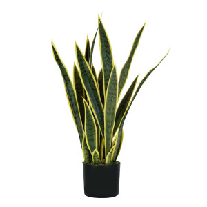 PIANTA ORNAMENTALE SANSEVIERIA 21 FOGLIE COD. P2150075