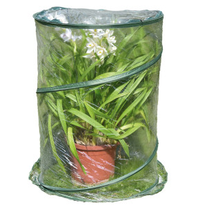 SERRA POP-UP ANTHURIUM 70X100CM VERDE/TRASPARENTE VERDEMAX COD. 2634